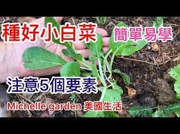 19 如何種好小白菜 注意5個要素 簡單易學 你也能種得好 5 easy tips on growing bok choy youtube garden plants lao cai