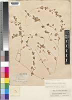 Image result for Stellaria sennii