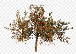 Transparent Apple Trees Apple Tree In Autumn Hd Png Download Apple Tree Tree Psd Fruit Trees