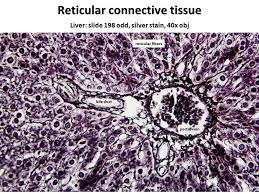 Check spelling or type a new query. Histology Connective Tissue J Matthew Velkey 452a Davison Ppt Download