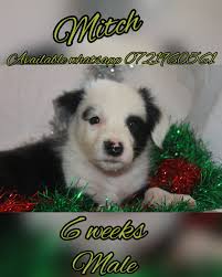 Amazing Grace BorderCollies