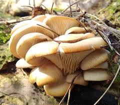 Oyster Mushroom Edibility Identification Distribution