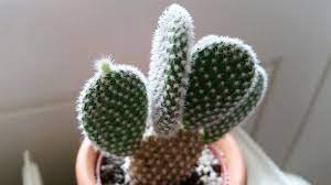 How to care for cacti: Bunny Ear Cactus Opuntia Microdasys Care Info Houseplant Central