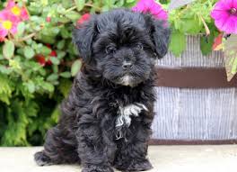 Find havanese puppies for sale with pictures from reputable havanese breeders. Buttercup Havapoo Puppy For Sale Keystone Puppies