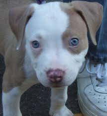 Giving you the best pitbull dog names around the world. All White Pitbull Puppies With Blue Eyes Pet S Gallery