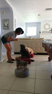 At the end of the course, you and your puppy will need to take the akc s.t.a.r. Interior Detail Service Vacuum Leather Vinyl Conditioning