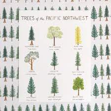 Natives found this tree very useful. Pin On Trees