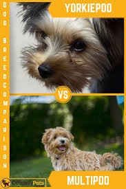 Shorkipoo is a specialty designer pup that is a wonderful mix of a yorkie, shih tzu and poodle. Yorkie Poo Vs Yorkshire Terrier Pets Lovers
