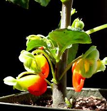 Seen in the palm tree house at the garden society in gothenburg. Impatiens Niamniamensis Parrot Plant Cactus Jungle