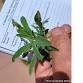 Colorado Native Plant Master: Noxious Weeds