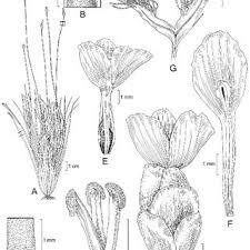 Image result for Xyridaceae