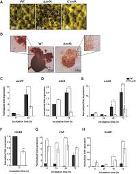Tlc is listed in the world's largest and most authoritative dictionary database of abbreviations and acronyms the free dictionary Survival Factor Svfa Plays Multiple Roles In Differentiation And Is Essential For Completion Of Sexual Development In Aspergillus Nidulans Scientific Reports