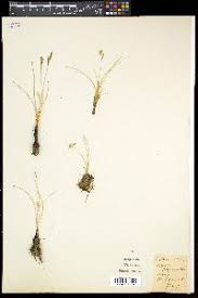 Image result for Hypoxis kilimanjarica