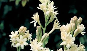 Image result for Polianthes tuberosa