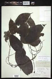 Image result for Mucuna glabrialata