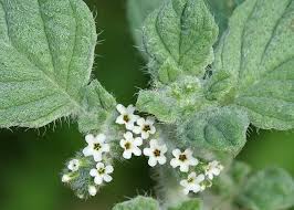 Image result for Heliotropium supinum