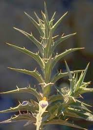 Image result for Blepharis dunensis