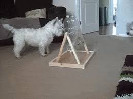 Resultado de imagem para Aqui vocÃª tem algumas ideias para fazer brinquedos caseiros para cÃ£es