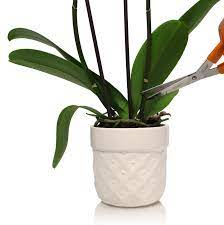 Boca raton orchid society the orchid sentinel boca raton orchid society may, 2011 volume 25. Repotting Orchids Caring For Orchid
