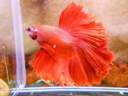 Chinese Fighting Fish Orange Betta Betta Fish Betta Fish Types