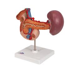 Gastrointestinal tract and associated organs. Rear Organs Of Upper Abdomen Model 3b Scientific 1000309 K22 2