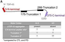 Read novel online » c³. Detection And Quantification Of Novel C Terminal Tdp 43 Fragments In Als Tdp Brain Pathology X Mol