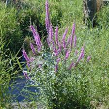 We did not find results for: Weeds To Watch Out For August 2017 Noxious Weeds Blog