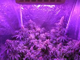 how far should grow lights be from cannabis plants grow