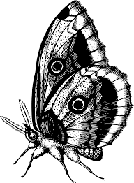 Download Butterfly Png Svg Clip Art For Web Download Clip Art Png Icon Arts Yellowimages Mockups