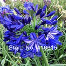 200 Seeds Agapanthus Dwarf Blue Ball Seeds Beautiful Fowler Seeds Agapanthus Seed Plus Mysterious Gift Jpg 800 800 Agapanthus Agapanthus Blue Dry Plants