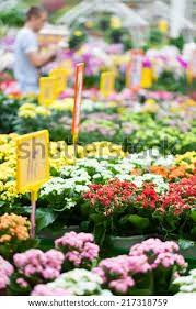 White fir pine trees for sale. Beautiful Arrangement Of Plants In A Flower Shop Flowers For Sale At A Flower Market Indoor Stock Images Page Everypixel