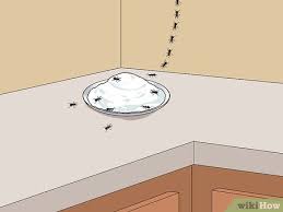 Ants are social animals — they touch each other, share food with each other, and communicate with each other — which means a lot of the home remedies people whip up aren't going to do much for them. How To Get Rid Of Ants In The Kitchen With Pictures Wikihow
