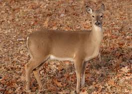 Maman baise avec un jeunot en rut. Don T Spoil Deer Woods With Human Scent Outdoor Alabama