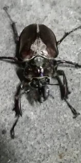 그란티남미사슴벌레 (Chiasognathus grantii) - Picture Insect