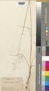 Image result for Sporobolus welwitschii