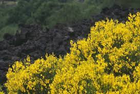 Le specie spontanee in italia sono oltre 30, di cui. Etna La Vegetazione