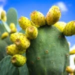 The prickly pear cactus (opuntia), is most widely known for its ability to withstand the harsh conditions of the desert. Phyllosticta Pad Spot On Cactus Plants Controlling Phyllosticta Symptoms In Prickly Pears