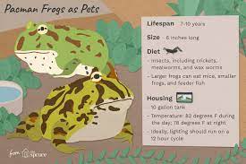 Do Pacman Frogs Make Good Pets Pacman Frog Frog Terrarium Pet Frogs