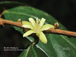 Image result for Paropsia