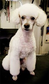 In a mixing bowl beat butter with an electric mixer on medium to high speed for 30 seconds. Poodledoodle Com Domain For Sale Website For Sale Selling Domain Selling Website Buy Poodledoodle Com