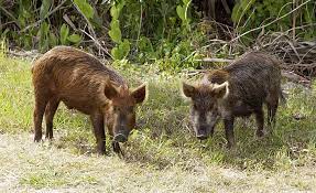 🐷 pig face emoji meaning. Feral Pig Wikipedia