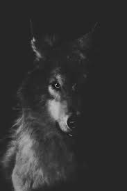 47c47d7 black wolf wallpaper 467x700