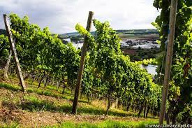 weingut schmitts kinder culinary pixel weingut wein winzer