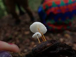 Image result for Strobilurus conigenoides