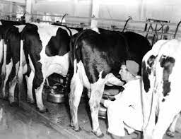 What Happens When You Don T Milk The Cows Hard Lessons