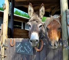Tipps Fur Die Gemeinsame Haltung Von Pferd Und Esel Markt De