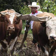 The victory of pedro castillo, a rural teacher, in peru's presidential elections will be recorded in the annals of history as one of the most significant events in the last 200 years of peruvian. Son Of The Soil Pedro Castillo Promises A Presidency For Peru S Poor Global Development The Guardian