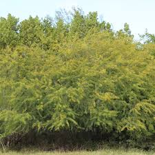 Image result for Acacia schweinfurthii