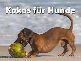 kokos fur hunde kokosol kokosflocken kokosnuss hunde hund barfen angstlicher hund