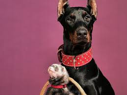 Frank is a beautiful red doberman pinscher with his natural, floppy ears. Hd Wallpaper Adult Black And Tan Doberman Pinscher And Gray Ferret Dog Red Collar Wallpaper Flare